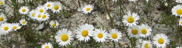 Marguerites-Libin