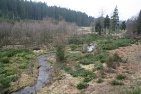 Abattage d'épicéas isolés, Fange Bubu, 2011, Sara Cristofoli, LIFE-Lomme