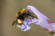 Bombus hortorum