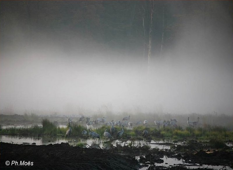 Grues cendrees en 2007 à Saint-Hubert Hourchamps