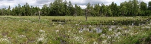 Linaigrettes à Hourchamps