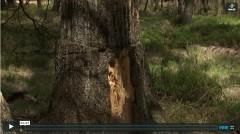 LIFE Haute-Fagnes - Vidéo - coupe arbre isolé