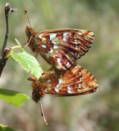 Boloria aquilonaris