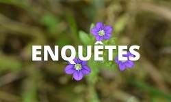 enquetes
