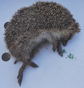 hérissons anti limace
