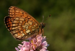 Boloria eunomia
