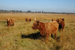 Vaches écossaisses au Plateau des tailles