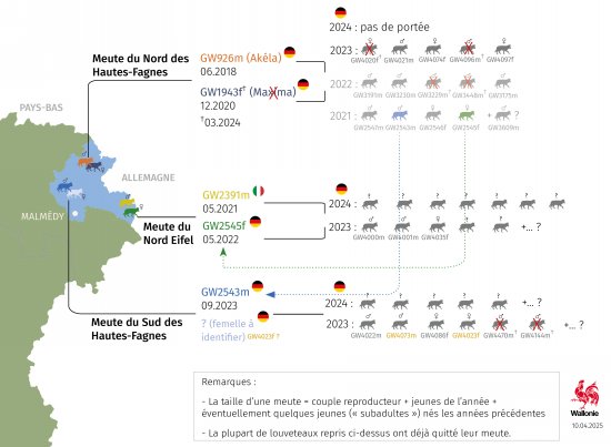 synthèse des meutes installées en Wallonie