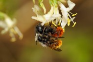 Osmia cornuta