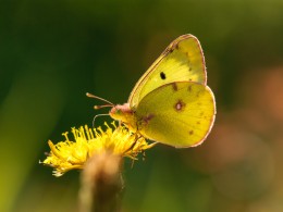 Colias_cf_alfacarensisi_CO_YB