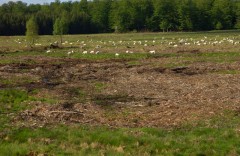 Saint-Hubert - Pâturage apres nettoyage de coupe