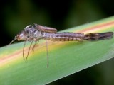 Lestes viridis femelle exuvie.JPG