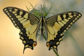 machaon.jpg