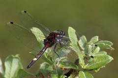 Leucorrhinia pectoralis