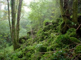 Forêt de ravin - Lionel Wibail