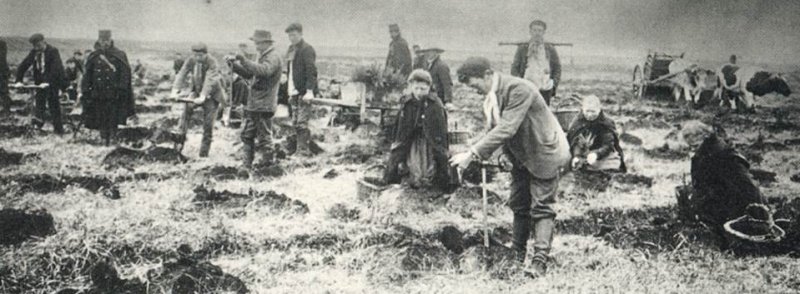 Plantations d'épicéas sur buttes, en vue du boisement d'une tourbière Hertogenwald 1913 Rondeux 1997 La forêt et les hommes page 27