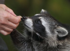 640px-Procyon_lotor(Gollibolli)2_Matthias Barby_creative commons attributions-share alike 3.0
