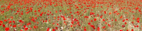 Champs de coquelicots