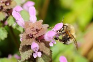 Anthophora plumipes