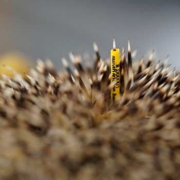 vignette-herisson-gaine