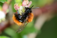 Andrena fulva