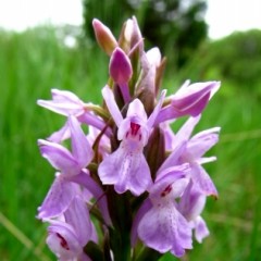 Dactylorhiza sphagnicola