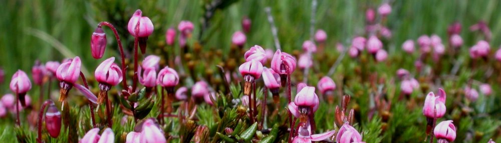 Canneberge au Grand Passage (Marc Dufrêne CC-by-NC)