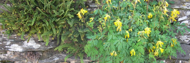 corydale jaune et fausse capillaire