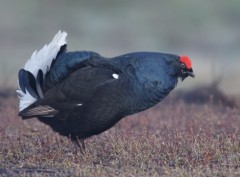 Tetrao tetrix Tétras lyre