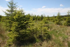 Colonisation de fagne par épicéas, Fagne Ma d'eau (Tellin), 2011, Sara Cristofoli, LIFE-Lomme