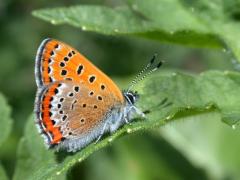 Lycaena helle