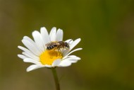 Halictus