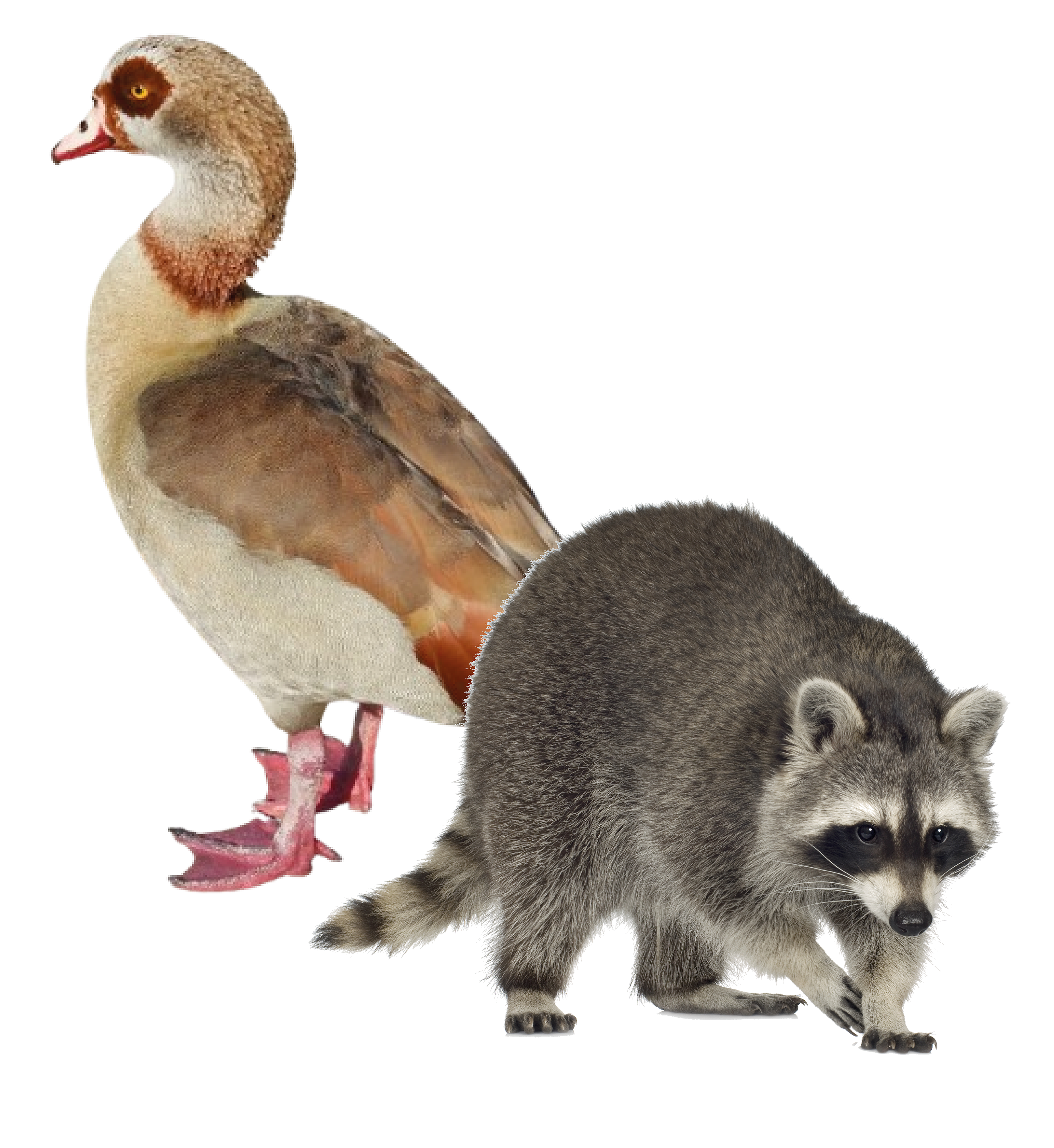 imagette_actu