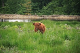 Pâturage Highland, Fagne de Wiaupont (Mirwart), 2013, Pierre Clerx, LIFE-Lomme