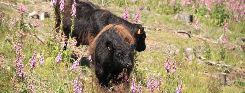 Pâturage Highland, Pont de Libin (Libin), 2013, Sara Cristofoli, LIFE-Lomme