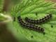 Chenilles de Petite tortue (Aglais urticae) [copyright Kinet Thierry]