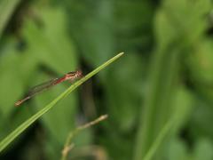 IMG_0899.jpg IMG_0899.jpg