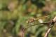 Sympétrum méridionale (Sympetrum meridionale) Femelle. [copyright Kinet Thierry]
