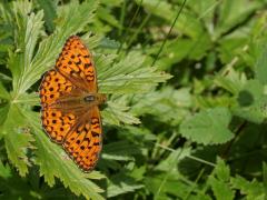 IMG_2589.jpg IMG_2589.jpg