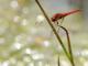 Libellule écarlate (Crocothemis erythraea) Mâle. [copyright Kinet Thierry]
