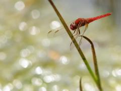 IMG_3062.jpg IMG_3062.jpg