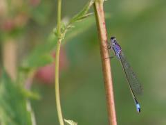 IMG_3436.jpg IMG_3436.jpg