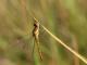 Sympétrum strié (Sympetrum striolatum) Femelle. [copyright Kinet Thierry]
