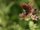 Moiré tardif (Erebia aethiops) [copyright Kinet Thierry]