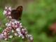 Moiré tardif (Erebia aethiops) [copyright Kinet Thierry]