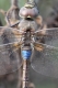 Anax porte-selle (Hemianax ephippiger) Mâle. [copyright De Knijf Geert]