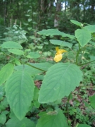 Impatiens noli-tangere Impatiens noli-tangere