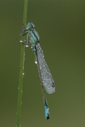 Ischnura_elegans_BYV4373.jpg Ischnura_elegans_BYV4373.jpg