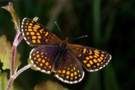 J.Delacre_DSC2811.JPG J.Delacre_DSC2811.JPG