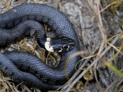 jeune_couleuvre_smits.jpg jeune_couleuvre_smits.jpg